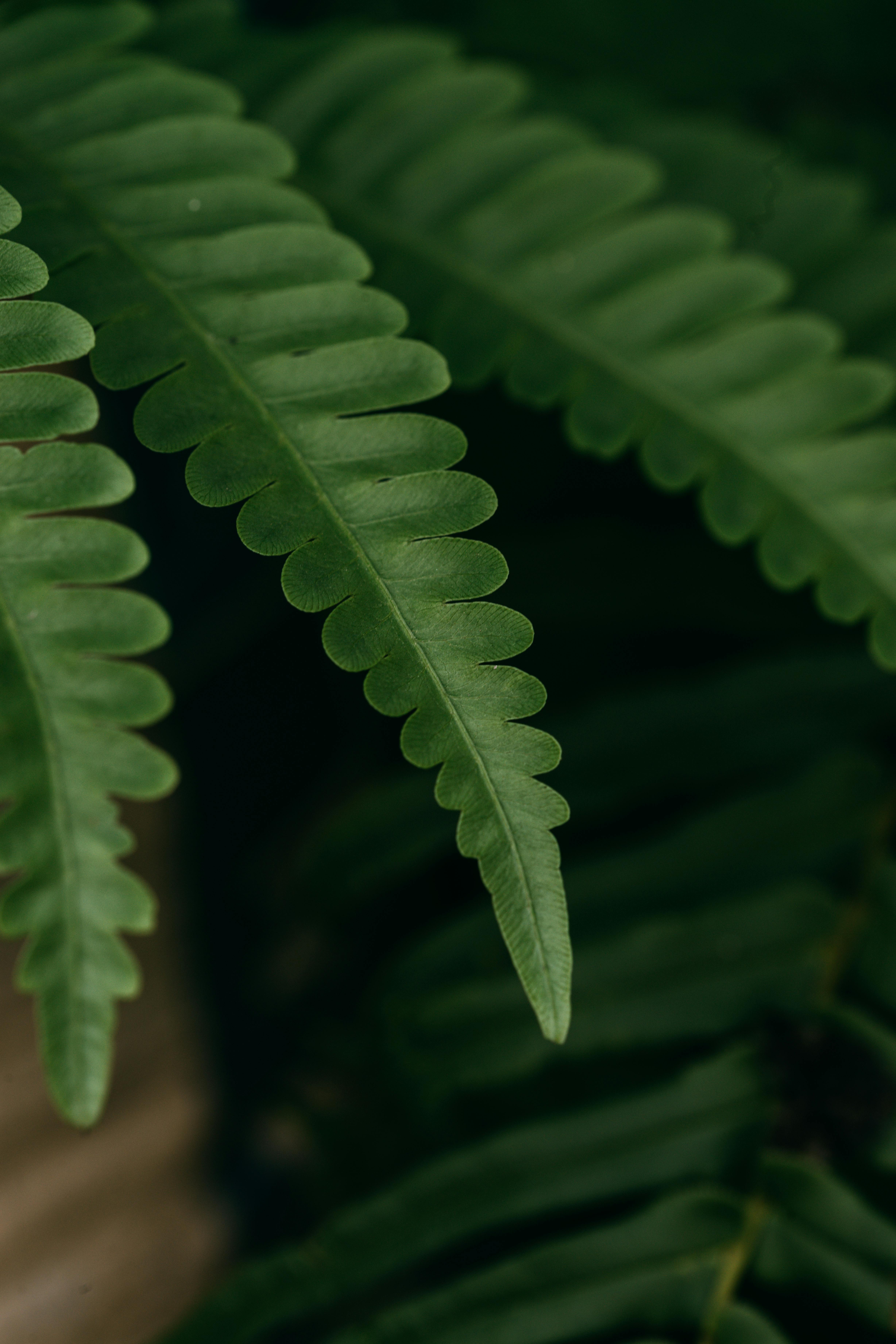 Paisagem natural com rio e floresta